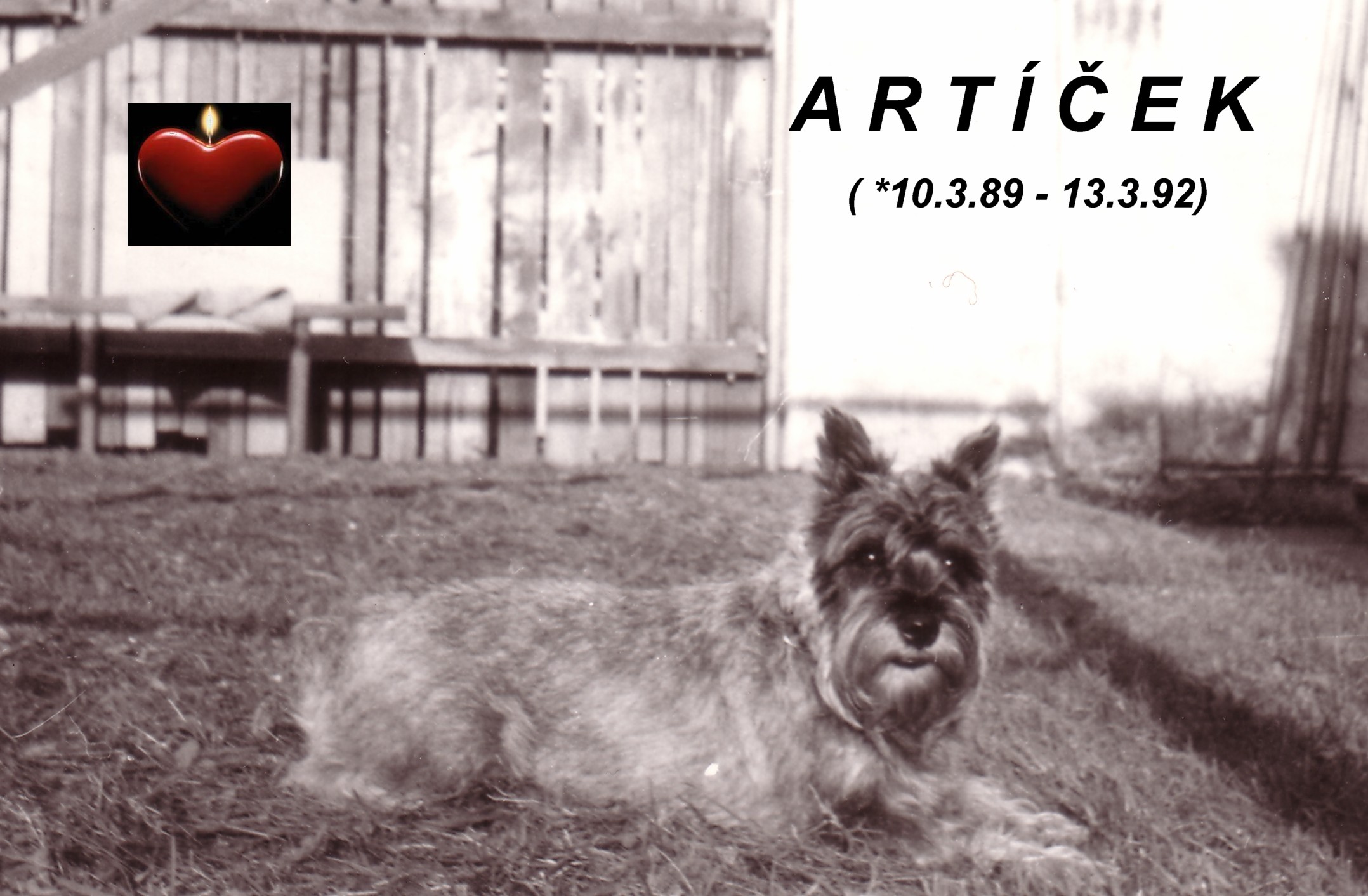 Artíček111.jpg